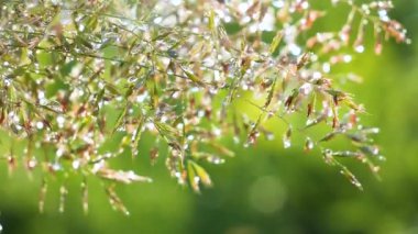 Yeşil çimenler yağmur damlalarıyla birlikte