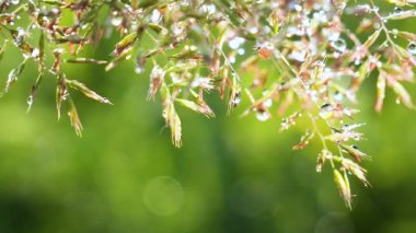 Yeşil çimenler yağmur damlalarıyla birlikte