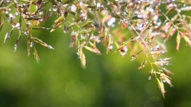 Yeşil çimenler yağmur damlalarıyla birlikte