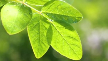 Doğada yaz aylarında yağmur damlaları ile yeşil yaprak rüzgar gelişir