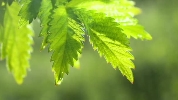 Feuille verte avec des gouttes de pluie en été dans la nature se développe dans le vent 