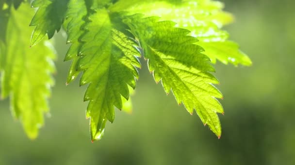 Hoja Verde Con Gotas Lluvia Verano Naturaleza Desarrolla Viento — Vídeos de Stock