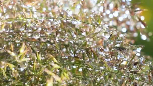 天然绿草 有雨滴 — 图库视频影像