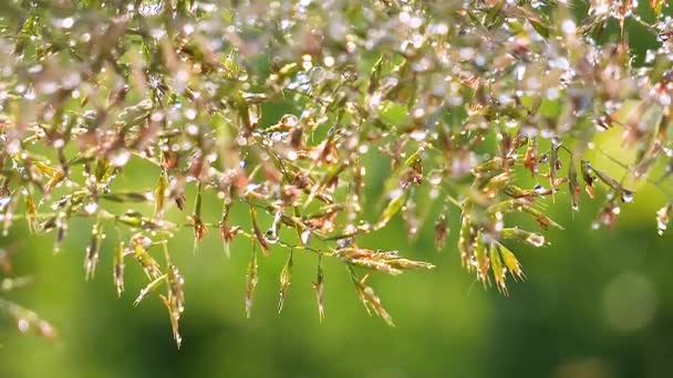 Hierba Verde Naturaleza Con Gotas Lluvia — Vídeo de stock