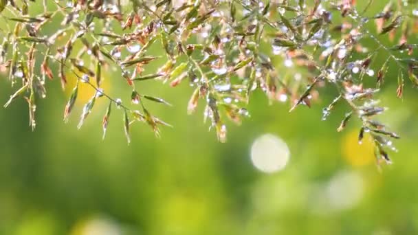 Зеленая Трава Природе Каплями Дождя — стоковое видео
