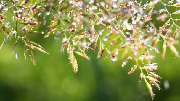 Herbe Verte Dans Nature Avec Des Gouttes Pluie — Video