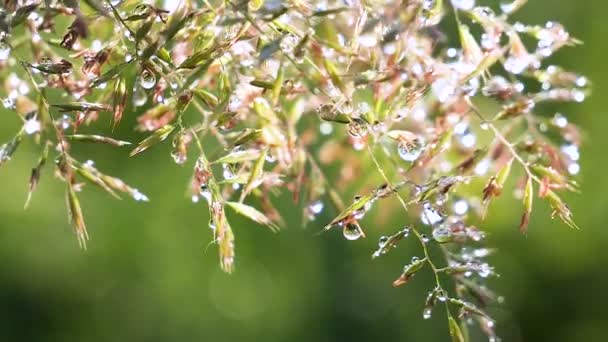 Hierba Verde Naturaleza Con Gotas Lluvia — Vídeos de Stock