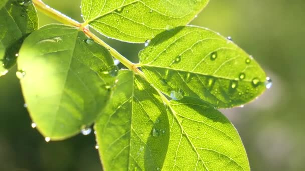 Hoja Verde Con Gotas Lluvia Verano Naturaleza Desarrolla Viento — Vídeo de stock