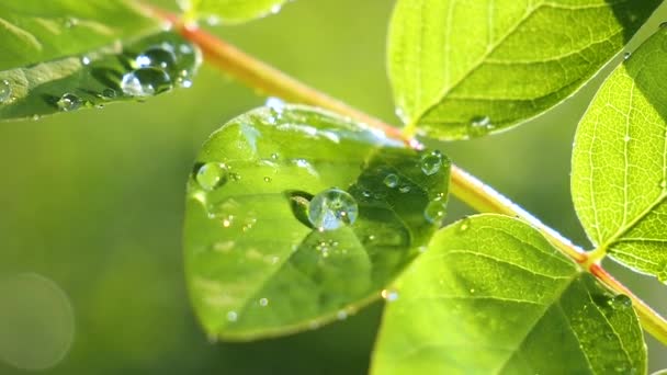 Grönt Blad Med Regndroppar Sommaren Naturen Utvecklas Vinden — Stockvideo