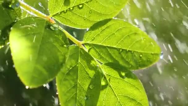 Grönt Blad Med Regndroppar Sommaren Naturen Utvecklas Vinden — Stockvideo