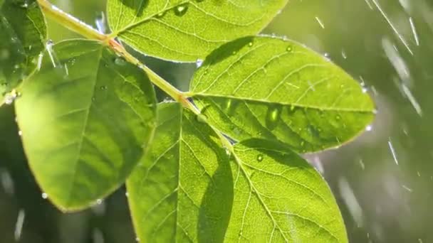 Hoja Verde Con Gotas Lluvia Verano Naturaleza Desarrolla Viento — Vídeo de stock