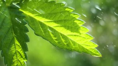 Doğada yaz aylarında yağmur damlaları ile yeşil yaprak rüzgar gelişir