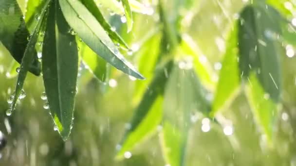 Feuille Verte Avec Des Gouttes Pluie Été Dans Nature Développe — Video