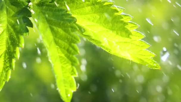 Groen Blad Met Regendruppels Zomer Natuur Ontwikkelt Zich Wind — Stockvideo
