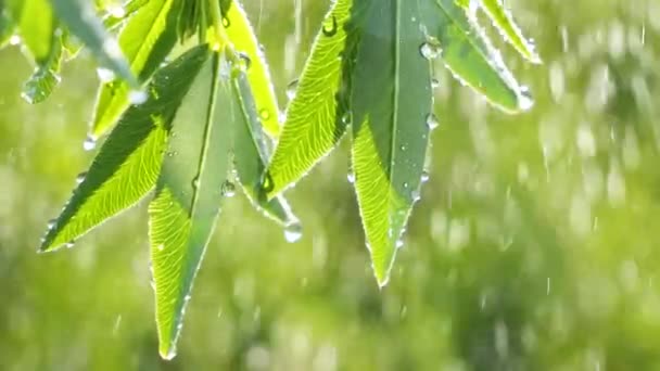 Grünes Blatt Mit Regentropfen Sommer Der Natur Entwickelt Sich Wind — Stockvideo