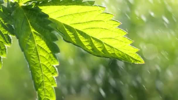 Groen Blad Met Regendruppels Zomer Natuur Ontwikkelt Zich Wind — Stockvideo