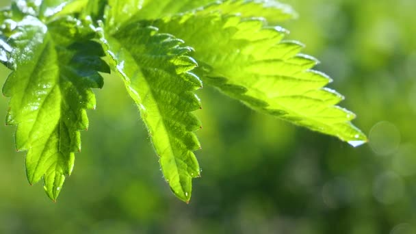 Grönt Blad Med Regndroppar Sommaren Naturen Utvecklas Vinden — Stockvideo