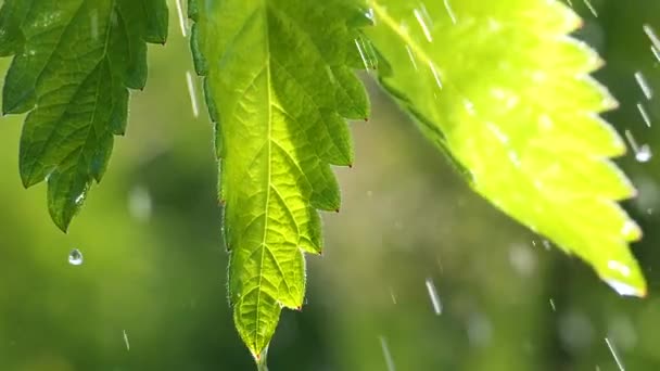 Groen Blad Met Regendruppels Zomer Natuur Ontwikkelt Zich Wind — Stockvideo