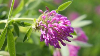 Yaz tarlasında mor yonca, yakın çekim