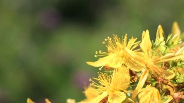 Sarı kır çiçekleri yağmur damlaları ile rüzgarda gelişir