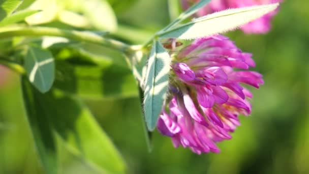 Trifoglio Viola Nel Campo Estivo Primo Piano — Video Stock