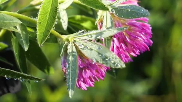 Trèfle Violet Dans Champ Été Gros Plan — Video