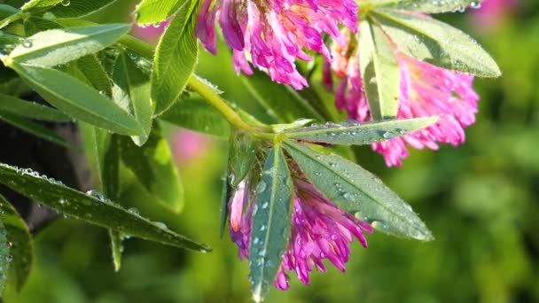 Trébol Púrpura Campo Verano Primer Plano — Vídeos de Stock