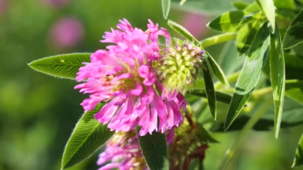 Purple Clover Summer Field Closeup — Stock Video