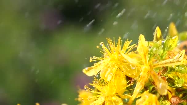 Gele Wilde Bloemen Ontwikkelen Wind Met Regendruppels — Stockvideo