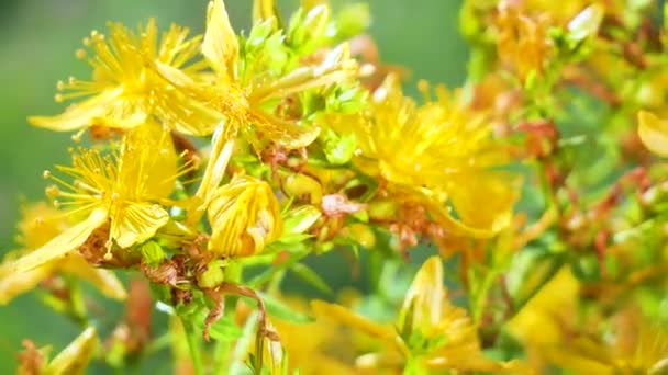 Κίτρινα Αγριολούλουδα Αναπτύσσονται Στον Άνεμο Σταγόνες Βροχής — Αρχείο Βίντεο