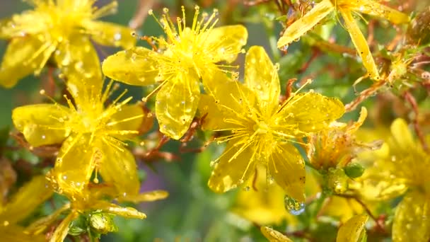 Fleurs Sauvages Jaunes Développent Dans Vent Avec Des Gouttes Pluie — Video