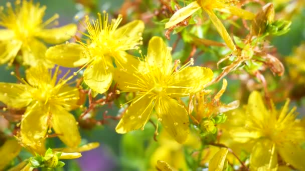 Flores Silvestres Amarillas Desarrollan Viento Con Gotas Lluvia — Vídeo de stock