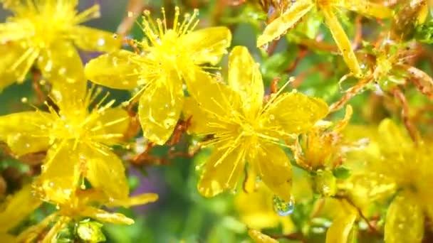 Fleurs Sauvages Jaunes Développent Dans Vent Avec Des Gouttes Pluie — Video