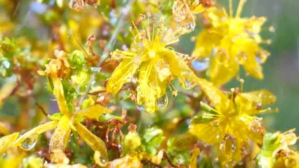 Flores Silvestres Amarillas Desarrollan Viento Con Gotas Lluvia — Vídeos de Stock