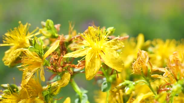Flores Silvestres Amarillas Desarrollan Viento Con Gotas Lluvia — Vídeos de Stock