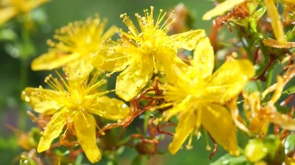 Żółte Kwiaty Rozwijają Się Wiatr Krople Deszczu — Wideo stockowe