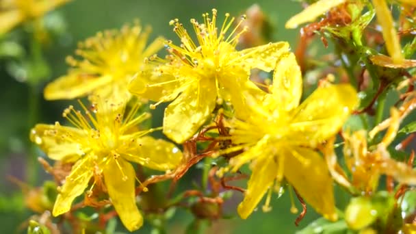 Gele Wilde Bloemen Ontwikkelen Wind Met Regendruppels — Stockvideo