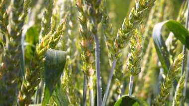 Yaz aylarında bir alanda çavdar sivri