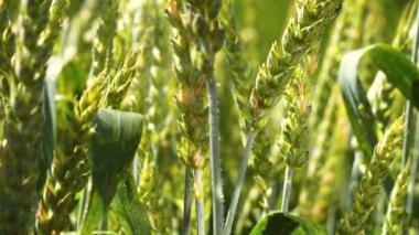 Yaz aylarında bir alanda çavdar sivri