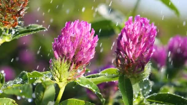 Trébol Púrpura Campo Verano Primer Plano — Vídeos de Stock