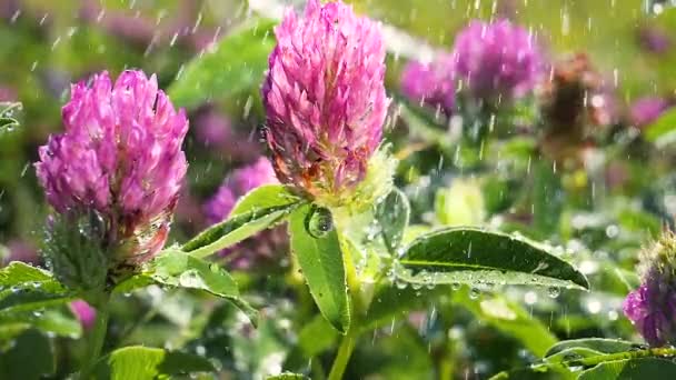 Trébol Púrpura Campo Verano Primer Plano — Vídeo de stock