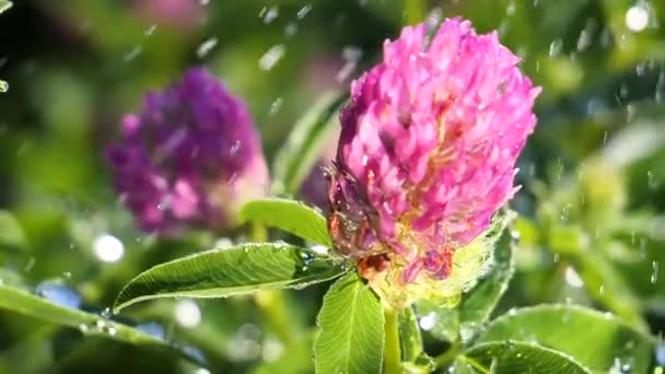 Trébol Púrpura Campo Verano Primer Plano — Vídeos de Stock