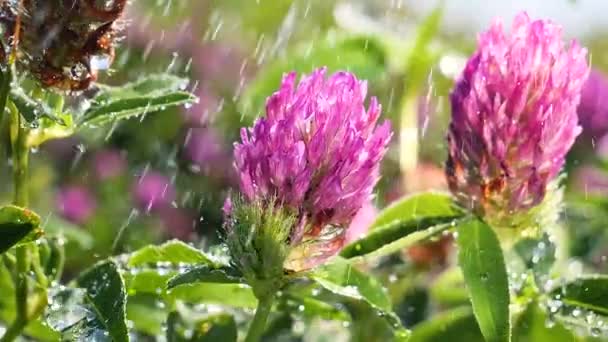 Trèfle Violet Dans Champ Été Gros Plan — Video