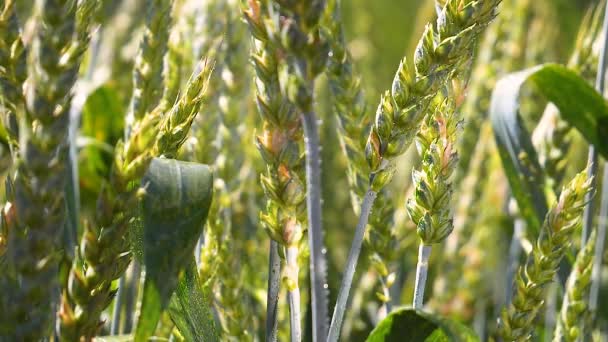 Espiguetas Centeio Campo Verão — Vídeo de Stock