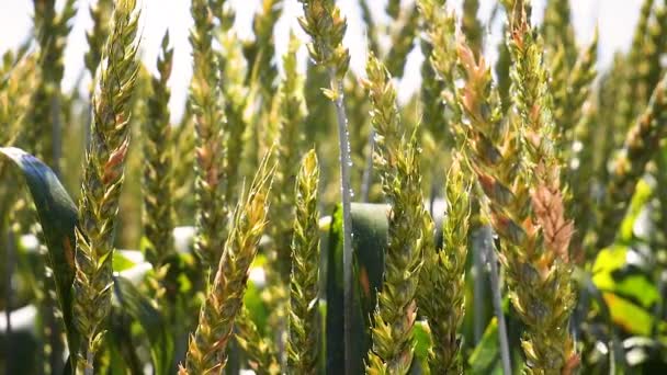 Rye Spikelets Field Summer — Stock Video