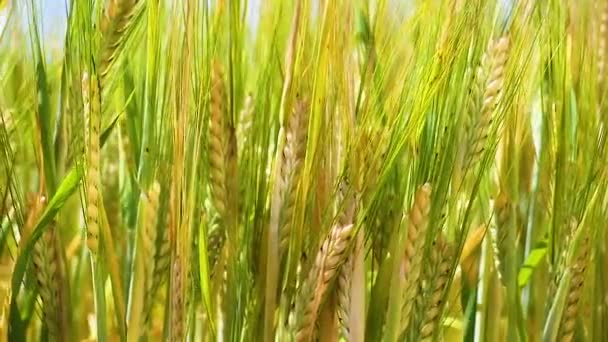 Rogge Spikeletten Een Veld Zomer — Stockvideo