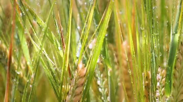 Espiguetas Centeio Campo Verão — Vídeo de Stock