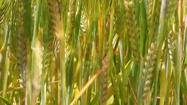 Las Espiguillas Centeno Campo Verano — Vídeos de Stock