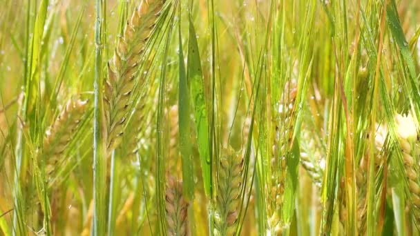 Espiguetas Centeio Campo Verão — Vídeo de Stock