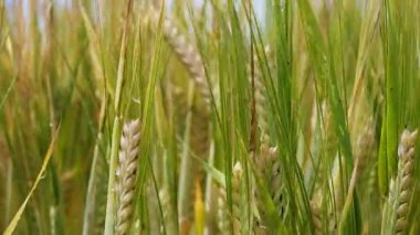 Yaz aylarında bir alanda çavdar sivri